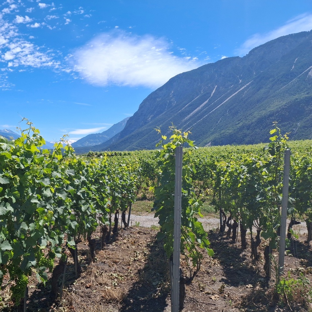 Meet your Posher, Khadija